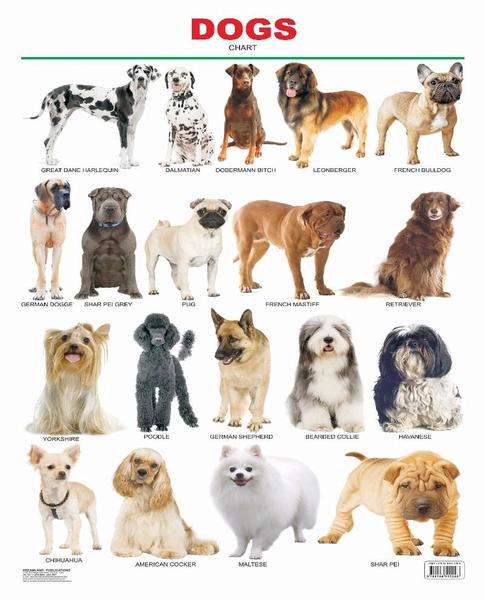 Dogs Chart by Dreamland Publication