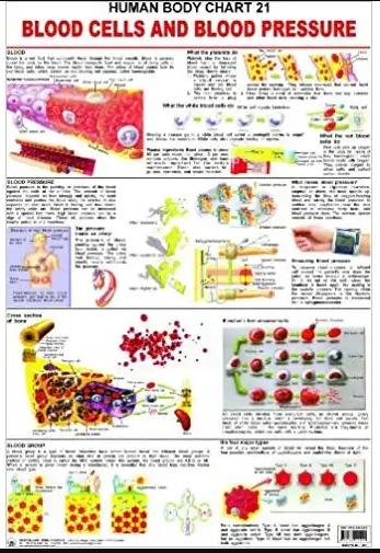Human Body Chart 21 Blood Cells And Blood Pressure by Dreamland Publication