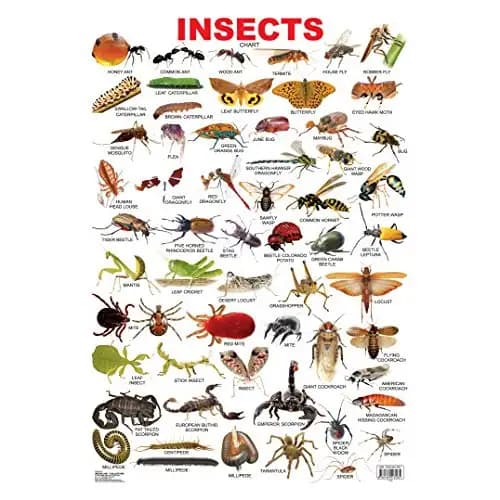 Insect chart by Dreamland Publication