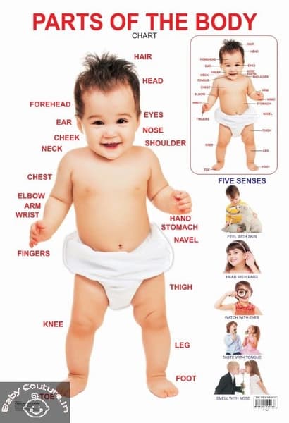 Parts Of The Body Chart by Dreamland Publication