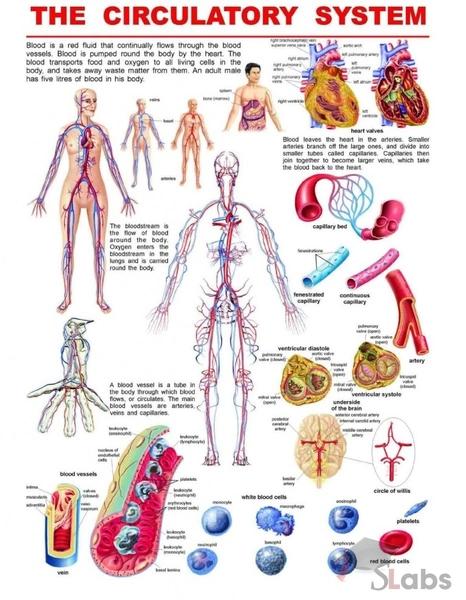Human Body Chart 5 The Circulatory System by Dreamland Publication