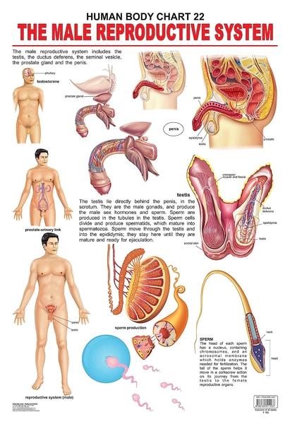 Human Body Chart 22 The Male Reproductive System by Dreamland Publication